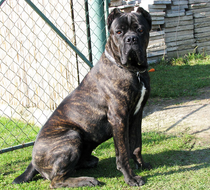 Cane Corso Bohemiacorso